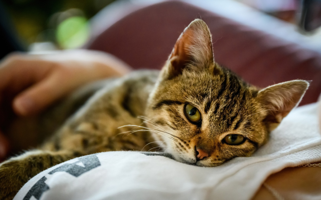 Respect Your Cat Day: Celebrate with These Purrrfect Tips!