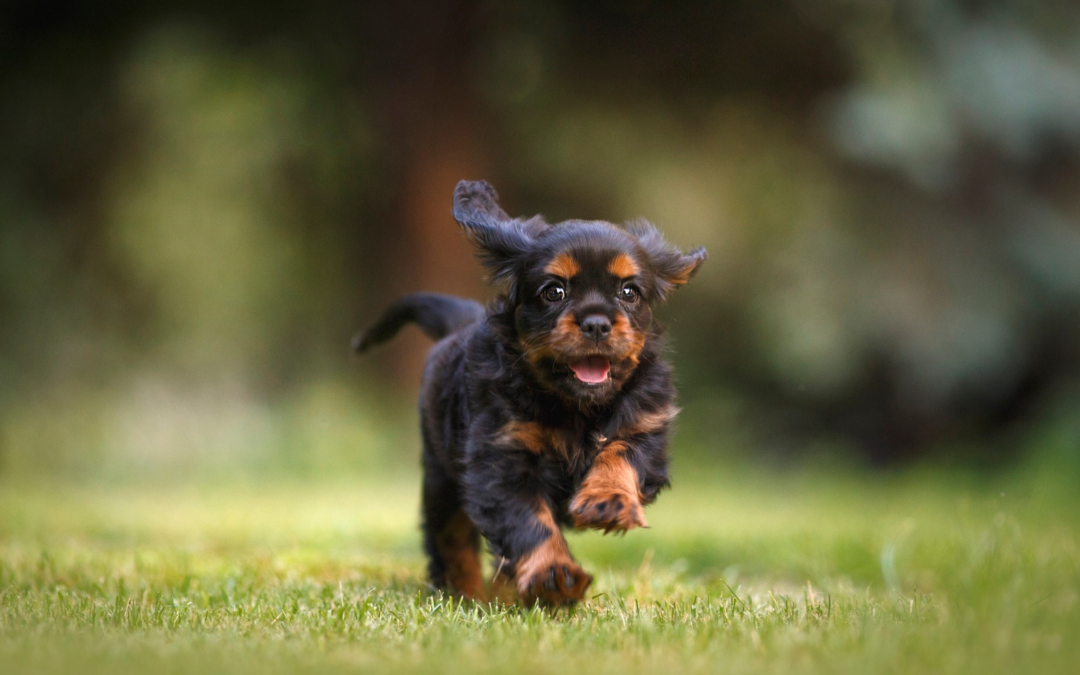 Canine Fitness Month: Keeping Your Furry Friend Active and Healthy