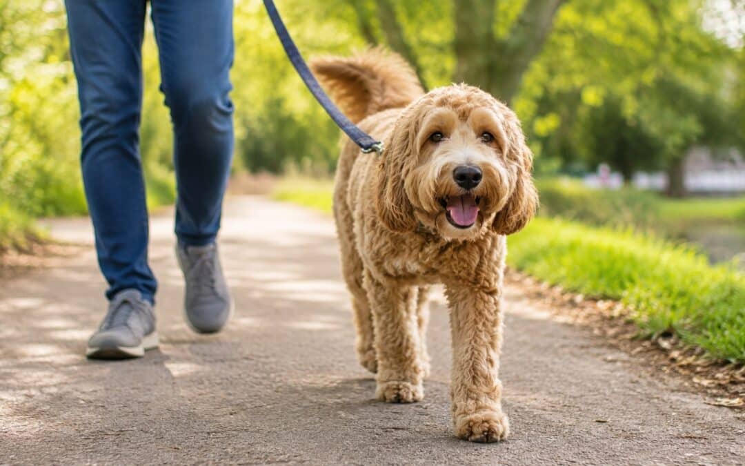 Do You Need a Dog Walker?