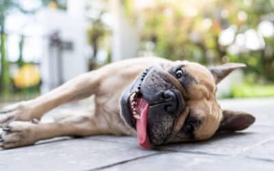 Recognizing and Preventing Heat Stroke in Pets