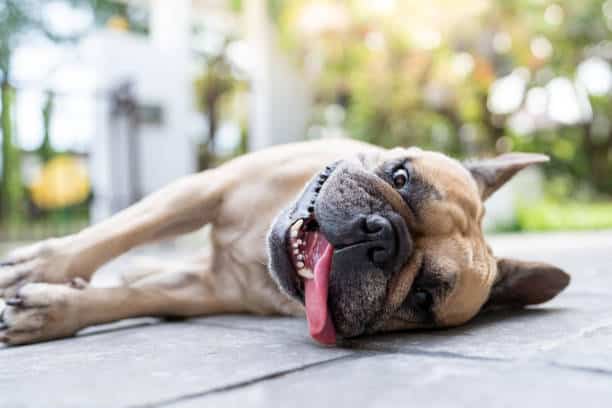 Recognizing and Preventing Heat Stroke in Pets