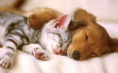 Travel Stress-Free: Why Hiring a Pet Sitter Is Better than boarding your Pet