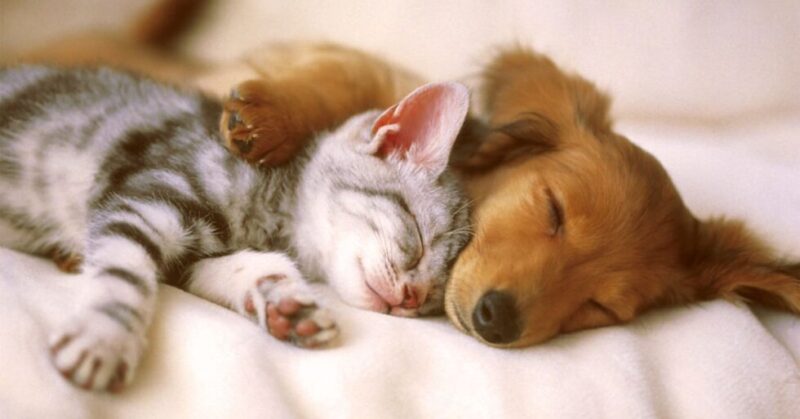 Travel Stress-Free: Why Hiring a Pet Sitter Is Better than boarding your Pet
