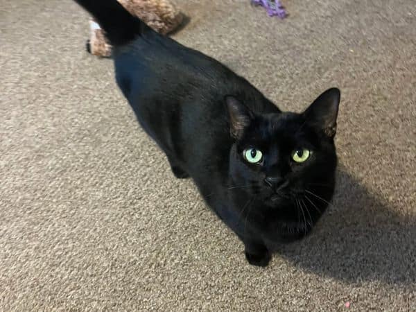 black cat.
